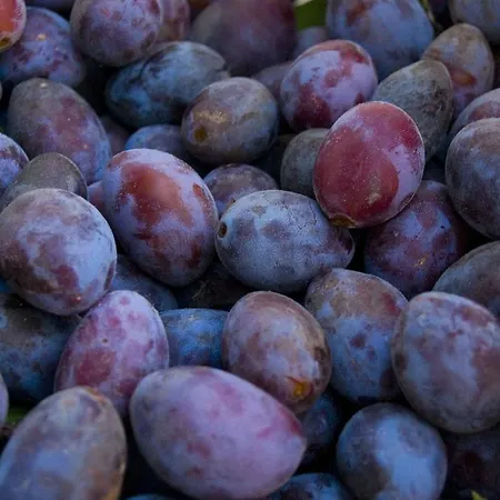 ガルテンホテル ＆ ヴァイングート フェフェル ホテル