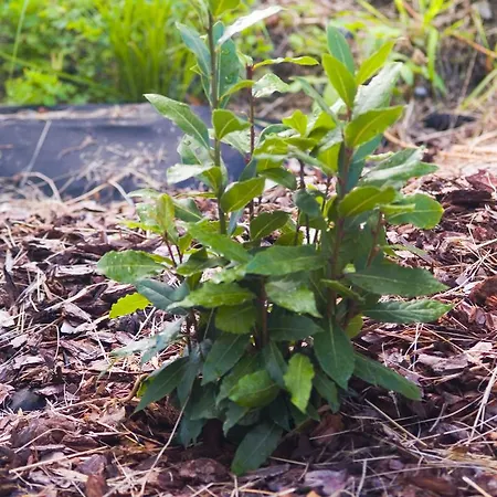 ガルテンホテル ＆ ヴァイングート フェフェル ホテル 4*