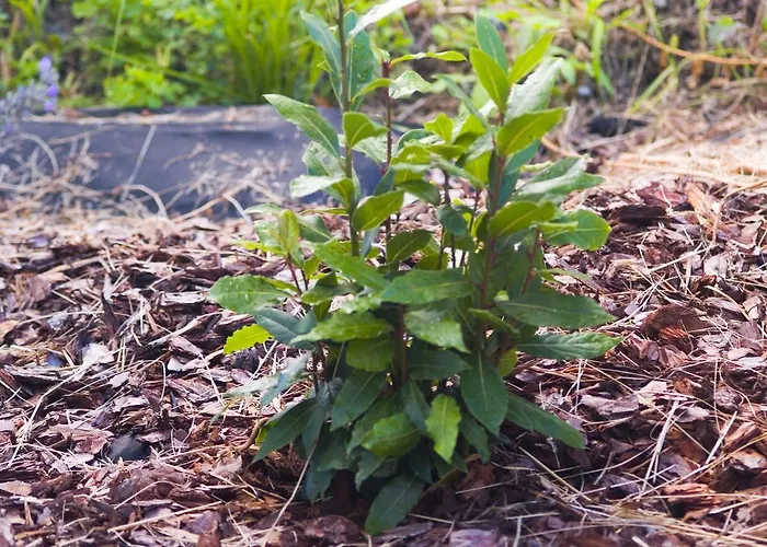 Gartenhotel&weingut Pfeffel Hotel 4*